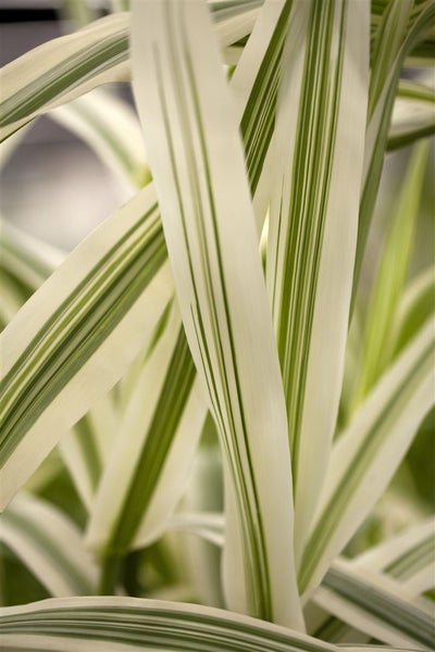 Arundo donax 'Variegata', Riesenschilf, gestreift, ca. 11x11 cm Topf