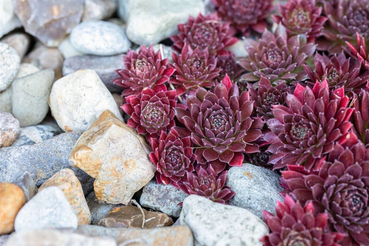 Sempervivum x cult.'Pickwick', Hauswurz, ca. 9x9 cm Topf