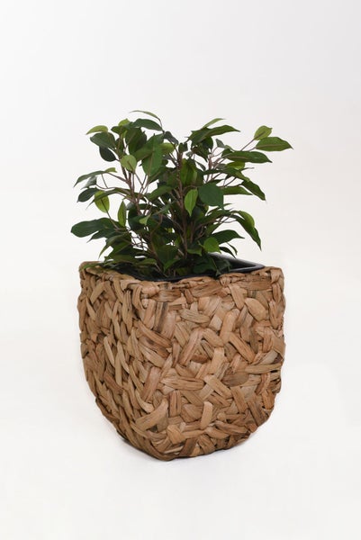 Ficus-Pflanze in einem quadratischen, geflochtenen Korb aus Naturmaterialien.