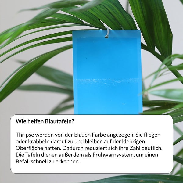 Blaue Leimtafel zur Schädlingsbekämpfung an einer Pflanze