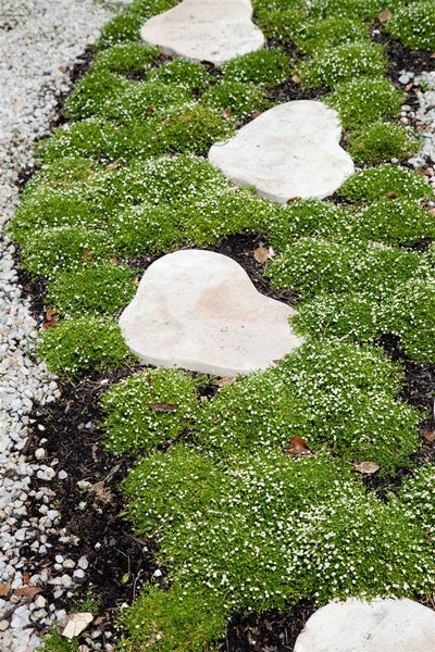 Sagina subulata, Sternmoos, immergrün, ca. 9x9 cm Topf