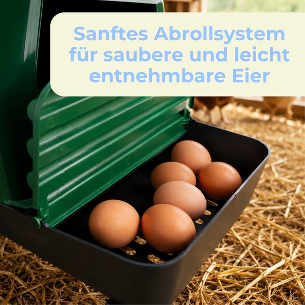 Legenest für Hühner mit Abrollsystem und sauberen Eiern im Auffangbecken auf Stroh.
