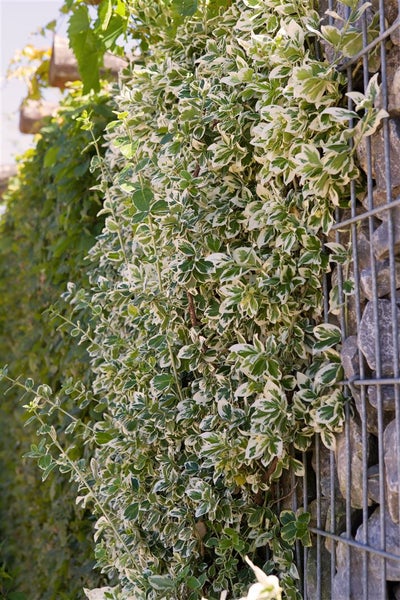 Euonymus fortunei 'Emerald Gaiety', Kriechspindel, grün-weiß, 15–20 cm