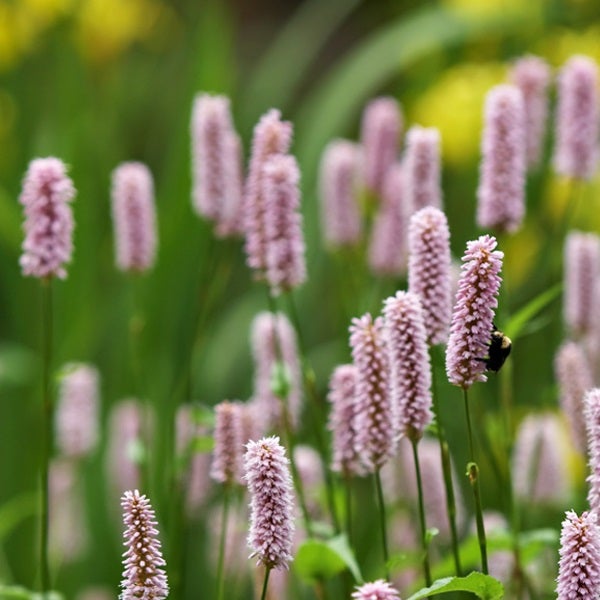 Blütenstand von Schlangen-Knöterich im Garten