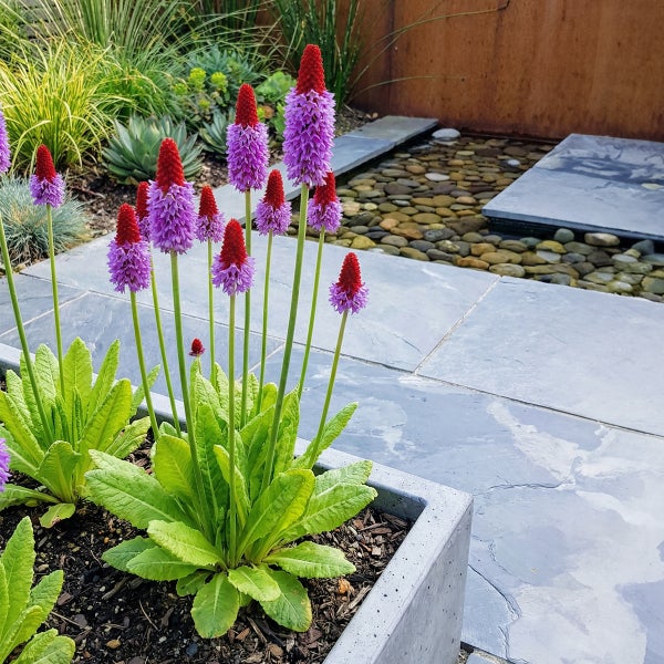 Orchideenprimel Primula vialii in einem modernen Pflanzgefäß aus Beton auf einer Terrasse mit Natursteinplatten.