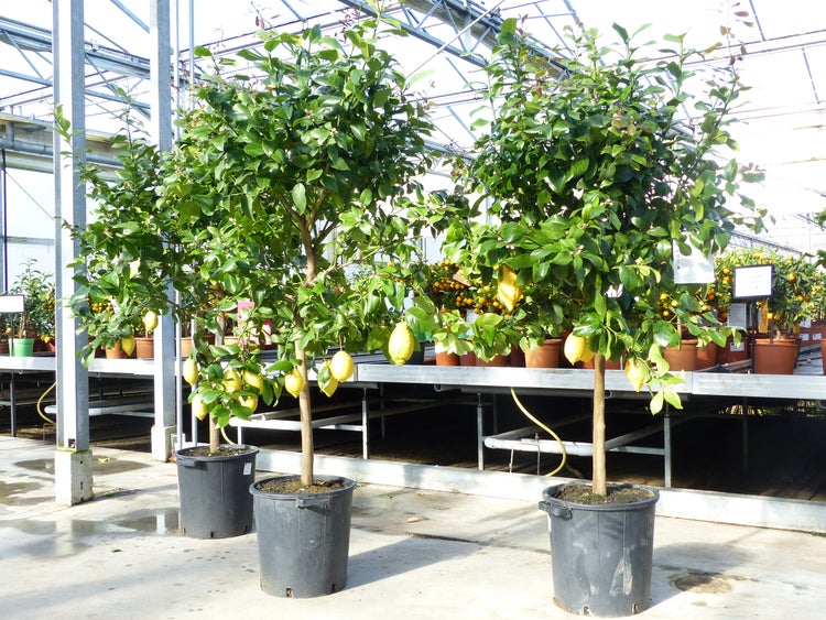 Zitrus Zitronenbaum Zitrone Citrus Limon Limone 180 - 220 cm Zitruspflanze