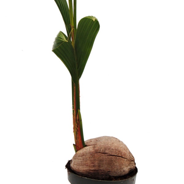 Echte Kokospalme - Cocos nucifera - mit echter Kokosnuss - 19cm Topf - ca. 100cm hoch