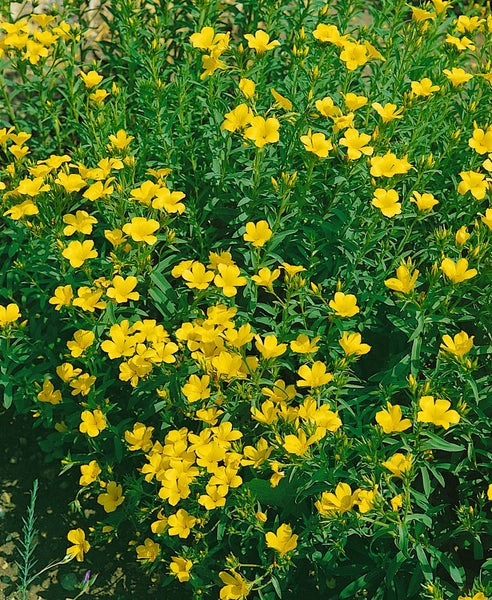 Linum flavum 'Compactum', Gold-Lein, gelb, ca. 9x9 cm Topf