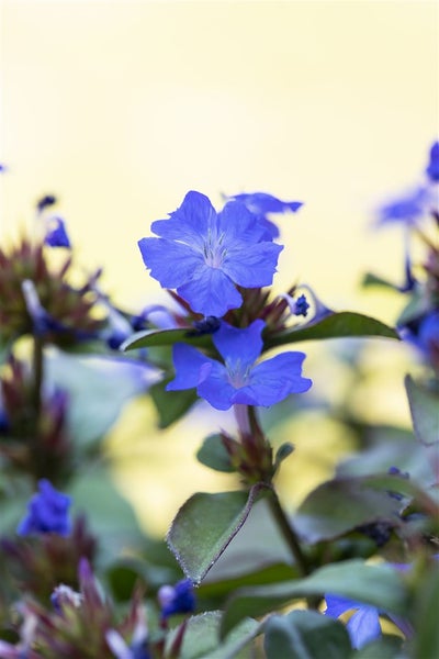 Ceratostigma plumbaginoides, Bleiwurz, blau blühend, ca. 9x9 cm Topf