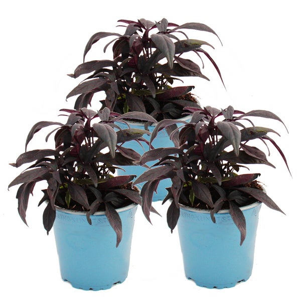 Süßkartoffel - Beet- und Balkonpflanze - Ipomoea batatas - 12cm - Set mit 3 Pflanzen - violett