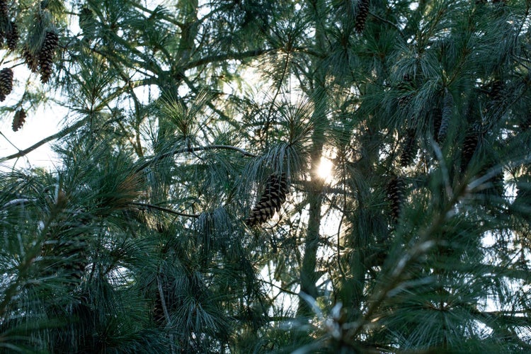 Pinus schwerinii, Kiefern-Hybride, 80–100 cm