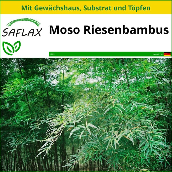 SAFLAX Anzucht Set - Moso Riesenbambus - Phyllostachys pubescens - 20 Samen - Mit Mini-Gewächshaus, Anzuchtsubstrat und 2 Töpfen