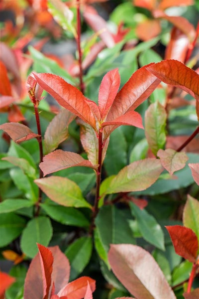 Photinia fraseri 'Devil's Dream'®, Glanzmispel, rot, 40–60 cm