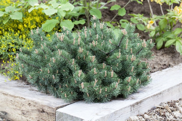 Pinus mugo 'Humpy', Bergkiefer, kompakt, 15–20 cm
