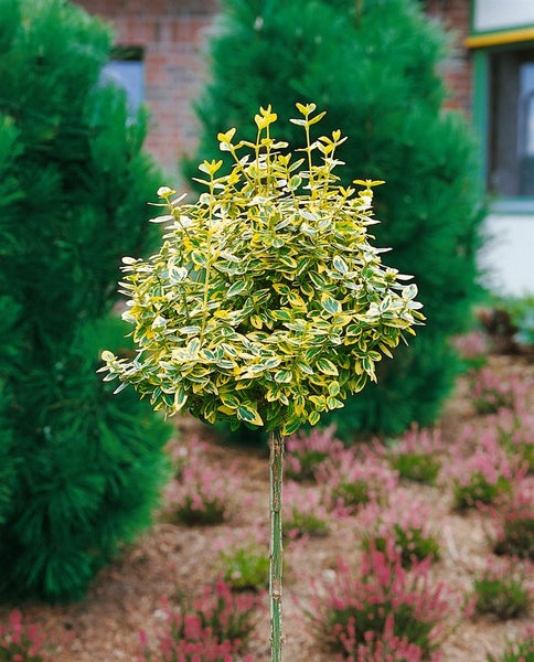 Im Bild ist ein Spindelstrauch als Kugelbaum zu sehen.
