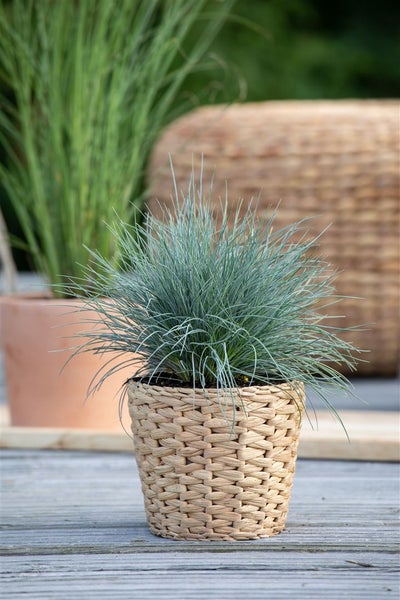 Festuca glauca, Blau-Schwingel, 2 Liter Container, immergrün