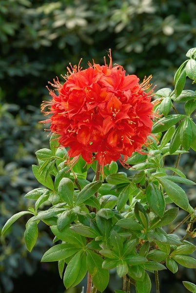 Rhododendron luteum 'Satan', gelb, 30–40 cm