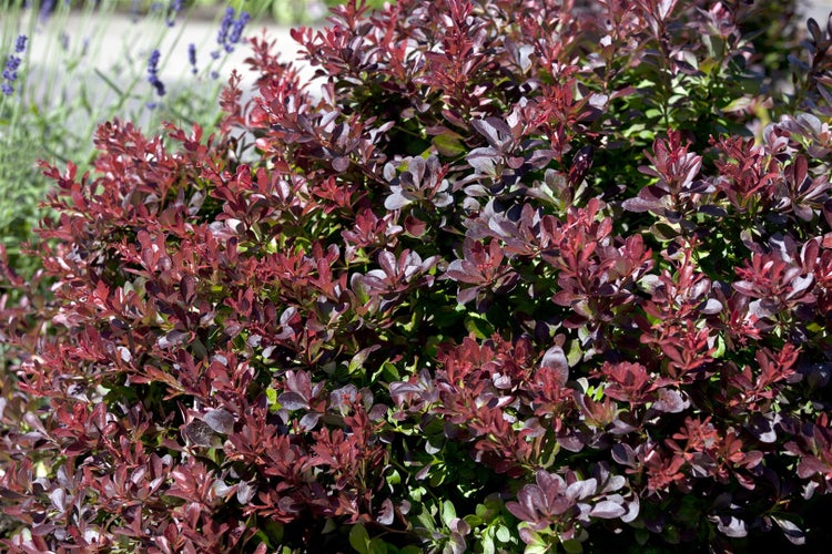 Berberis thunbergii 'Atropurpurea Nana', Blutberberitze, purpurrot, 30–40 cm