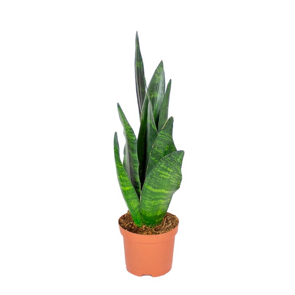 Sansevieria 'Black Coral' pro Action | Zimmerpflanze im Grower's Pot cm9 cm - ↕20-30 cm