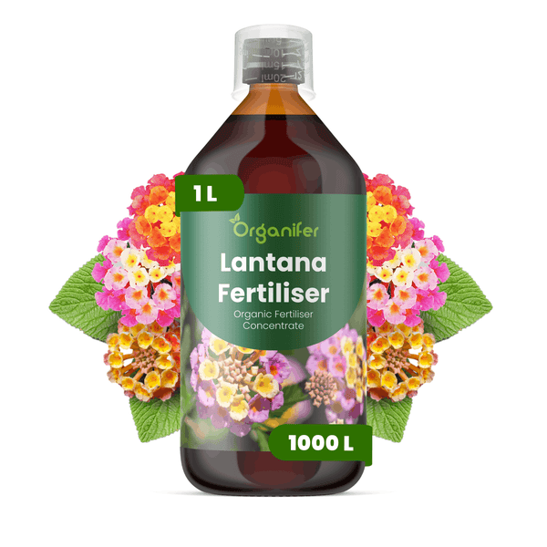Organifer Lantana Dünger Konzentrat, 1 Liter Flasche für circa 1000 Liter Gießwasser, inklusive Messkappe.