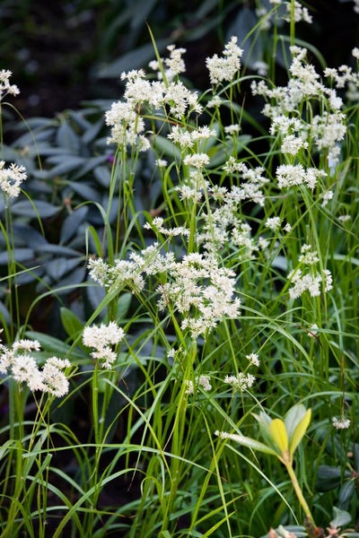 Nahaufnahme von Wiesenraute mit kleinen, weissen Blüten