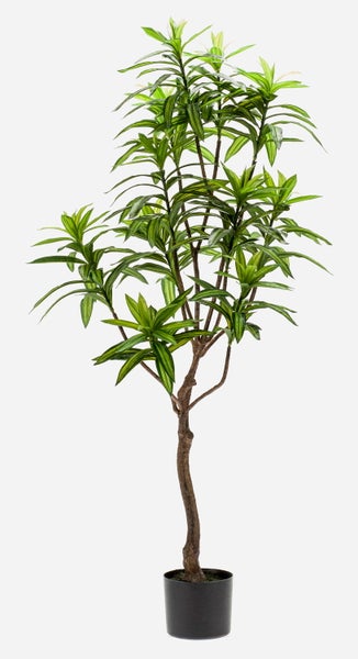 Drachenbaum Dracaena mit grün-gelb gestreiften schwertförmigen Blättern Zimmerpflanze