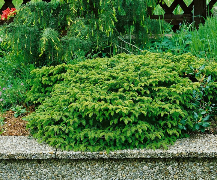 Nahaufnahme eines niedrigen, buschigen Nadelbaums in einem Gartenbeet
