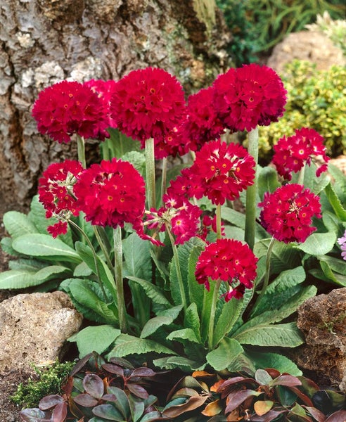 Primula denticulata 'Rubin', Kugelprimel, rubinrot, ca. 9x9 cm Topf