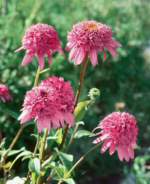 Nahaufnahme von rosa Kegelblumen in einem Garten.