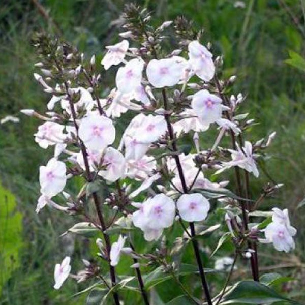 Blütenstand des Garten-Phlox