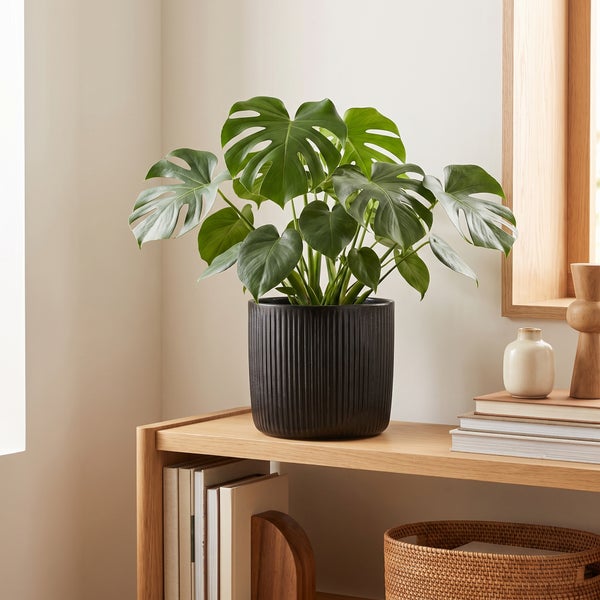 Monstera Pflanze in gerilltem Übertopf auf einem Holzregal mit Büchern und Korb als Dekoration.