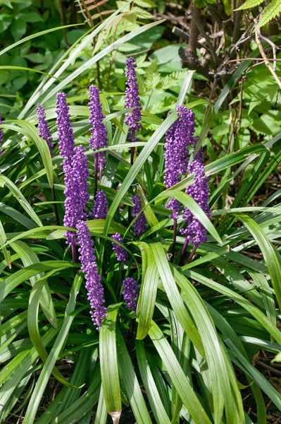 Liriope muscari 'Royal Purple', lilafarben, ca. 9x9 cm Topf