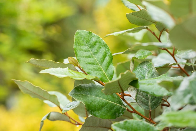 Nahaufnahme der ovalen Blätter einer Ölweide an einem Zweig im Garten.