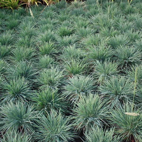 Feld mit Blauschwingelgras zur Gartengestaltung