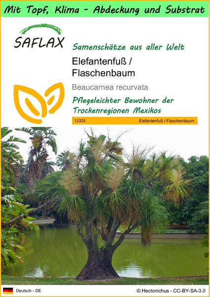 SAFLAX Garden to go - Elefantenfuß / Flaschenbaum - Beaucarnea recurvata - 10 Samen - Mit Topf, Klima - Deckel und Anzuchtsubstrat