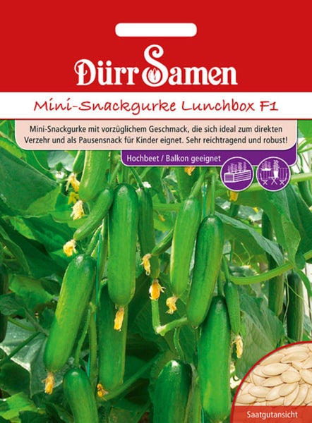 Samenpackung für Mini-Snackgurke Lunchbox F1 von Dürr Samen, geeignet für Hochbeet und Balkon, mit Abbildung wachsender Gurken und Saatgutansicht.