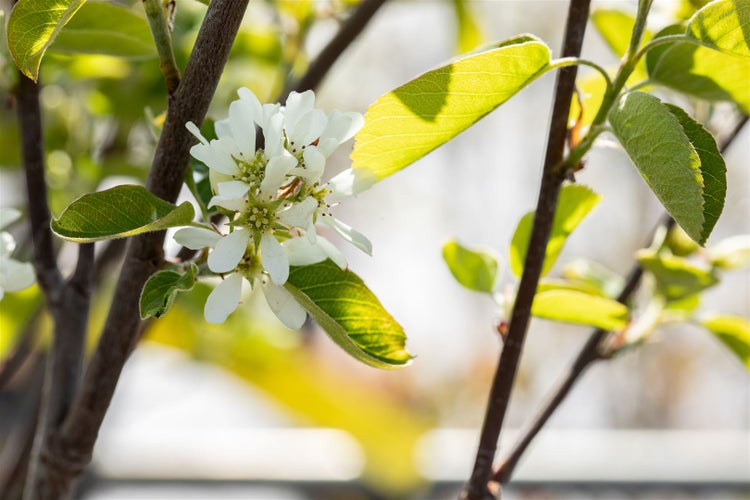 Amelanchier alnifolia 'Northline', Felsenbirne, 40–60 cm, essbare Früchte