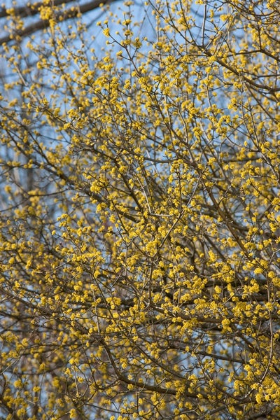 Cornus mas, Kornelkirsche, gelbe Blüten, 60–100 cm