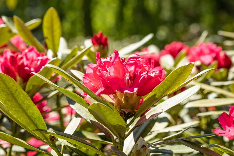 Nahaufnahme einer Rhododendronblüte