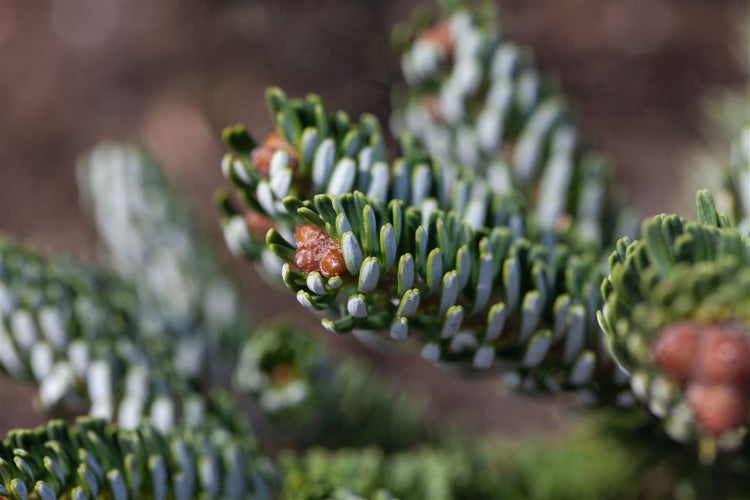 Abies koreana 'Silberperl', Koreatanne, silberne Nadeln, 12–15 cm