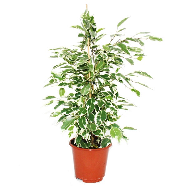 Exotenherz Birkenfeige Ficus Twilight weiss-bunte Blätter  1 Pflanze pflegeleicht luftreinigend- 12cm Topf