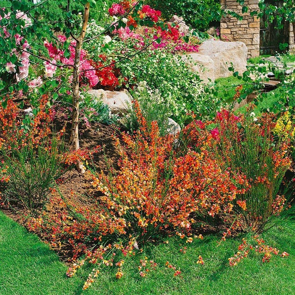 Cytisus scoparius 'Lena', Besenginster, gelb-orange, 30–40 cm