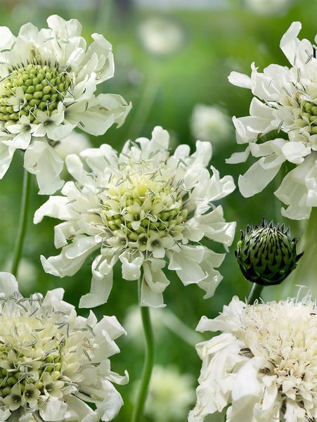 Scabiosa ochroleuca, Gelbe Skabiose, ca. 9x9 cm Topf