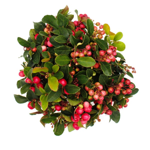 Teppichbeere Gaultheria procumbens Scheinbeere Rebhuhnbeere winterharte Pflanze mit dekorativen Beeren 1 Pflanze