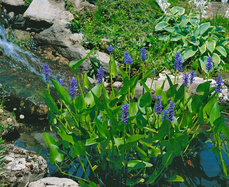 Teich mit blühenden Wasserpflanzen und kleinem Wasserfall