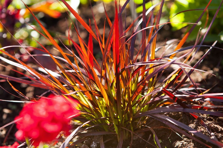 Pennisetum setaceum 'Rubrum', Lampenputzergras, rot, 2 Liter Container
