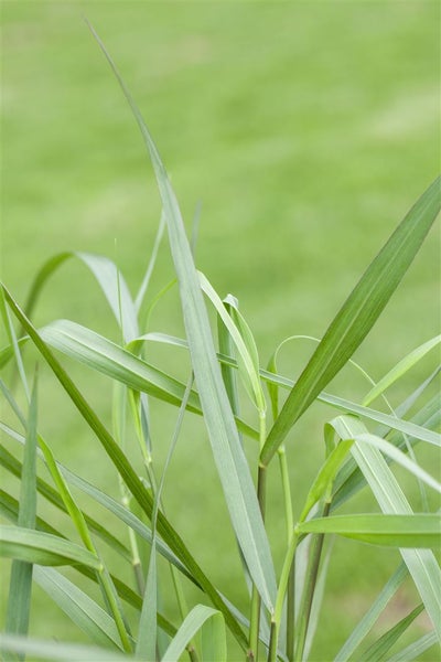 Panicum virgatum 'Hänse Herms', Rutenhirse, rot, 3-5 Liter Container