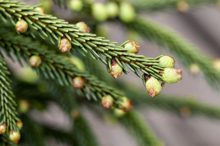 Picea orientalis 'Aureospicata', Orientalische Fichte, goldene Triebe, 60 cm