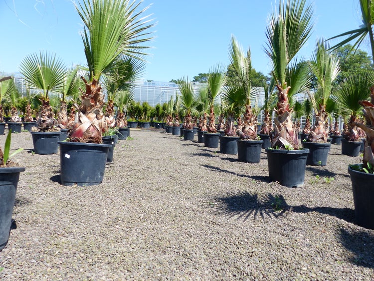 Mehrere Washingtonia-Palmen in schwarzen Kunststofftöpfen auf einer Kiesfläche in einer Baumschule unter blauem Himmel.