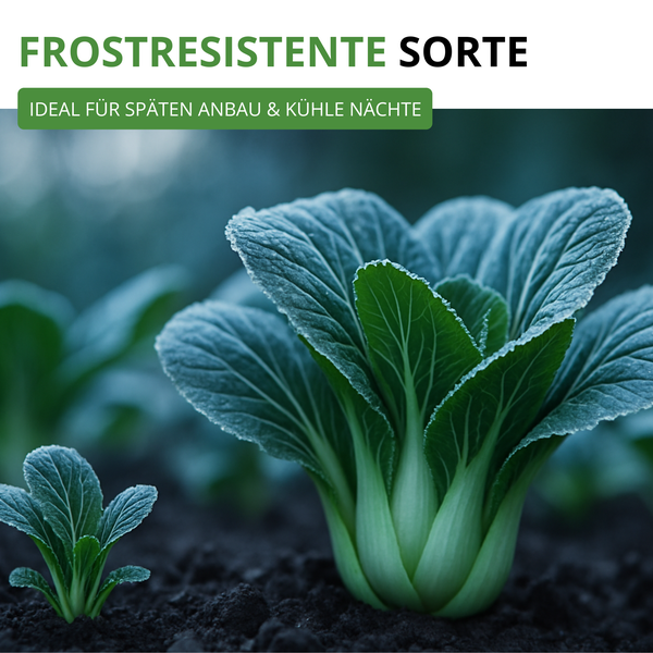 Frostresistente Gemüsesorte, ideal für späten Anbau und kühle Nächte. Blattgemüse mit Raureif auf den Blättern im Gartenbeet.